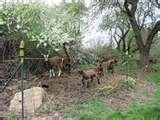 images of Fence Panels Goats