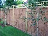 Fencing Panels And Trellis