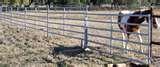 Fence Panels Horses pictures