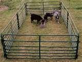 Fence Panels Goat Sheep