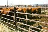 Livestock Fence Panels Gates images