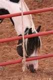 Livestock Fence Panels images