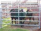 photos of Cattle Panel Fence