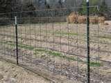 Cattle Panel Fence
