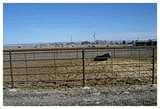 pictures of Cattle Panel Fence